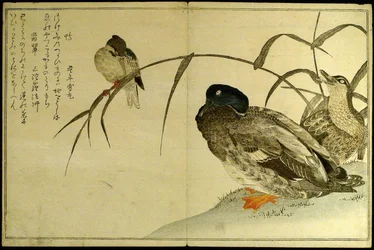 Myriad Birds: Kyoka-kilpailu (Momo chidori kyoka awase)