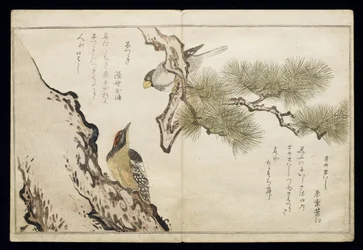 P.332-1946 Vol.1 f.3 Hawfinch and a Woodpecker, albumista 