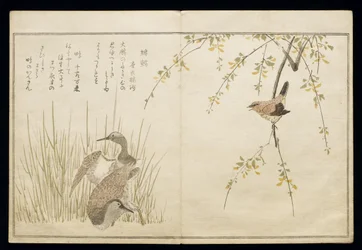 P.332-1946 Vol.1 f.5 Wren ja pari Snipe, albumista "Linnut vertailtu huumorilauluissa", 1791 (värillinen puupainatus)