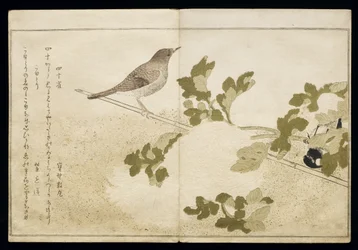 P.332-1946 Vol.2 f.2 Manchurian Tit and a Robin, albumista "Linnut vertailtu huumorilauluissa", 1791 (värillinen puupainatus)