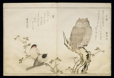 P.332-1946 Vol.2 f.4 Pöllö ja kaksi itävartista, albumista "Linnut verrataan huumorilauluihin", 1791 (värillinen puupainatus)