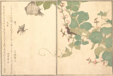 Paperiampiainen Hachi, karvainen toukka Kemushi..., 1788.