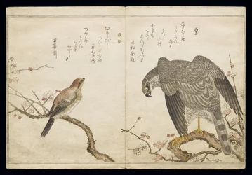 Vol.2 f.1 Falcon oikealla, Bull-headed Shrike vasemmalla, albumista "Linnut verrattu huumorilauluihin", 1791 (värillinen puupainatus)