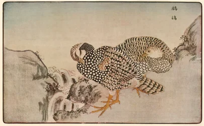 Fasaanit, 1789, 1924.