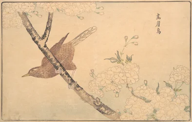 Harmaarastas, 1789.