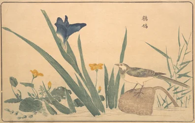 Pied wagtail, 1789.
