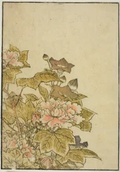 Autumn Flowers: Pionies and Bellflowers, kirjasta "Mirror of Beautiful Women of Pleasure Quarters (Seiro bijin awase sugata kagami)," voi. 2