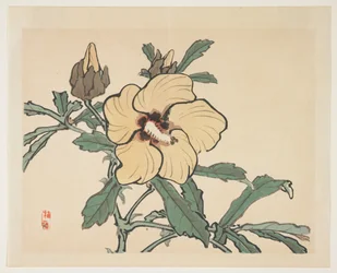 Kukkiva Hollyhock