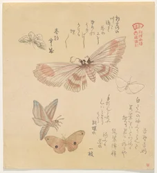 Perhosia ja yöperhosia sarjasta A Flock of Butterflies (Gunch? Gafu)