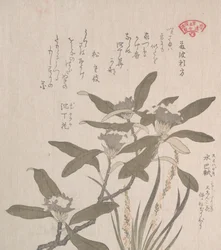 Daphne Odora ja Mojisuri-so, 1800-luku.