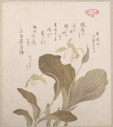 Hotei-kukat