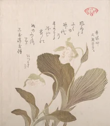 Hotei Flowers, 1800-luku.