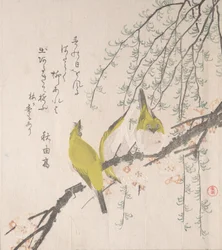 Japanilaiset valkosilmät luumupuun ja pajun kanssa..., n. 1810.