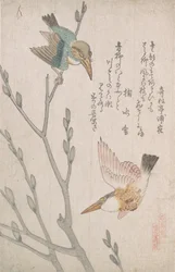 Kuningaskalastajat ja pajunkissat, 1800-luku.