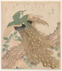 Kolmesta kappaleesta [Peacock] (Mi hira no uchi)