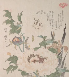 Pionit ja iirikset, 1800-luku.