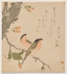Kaksi härkävartista kaksiteräisellä kirsikkapuulla (Uso ni Yae-zakura)