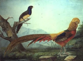 Kultainen fasaani ja trogon (akvarelli ja guassi)