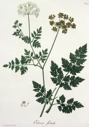 Aethusa Cynapium Joseph Roquesin (1772-1850) Phytographie Medicalesta, julkaistu vuonna 1821