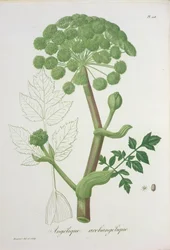 Angelica Archangelica Joseph Roquesin (1772-1850) Phytographie Medicalesta, julkaistu vuonna 1821