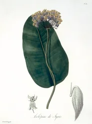 Asclepias Syriaca Joseph Roquesin (1772-1850) vuonna 1821 julkaisemasta "Phytographie Medicale" -teoksesta.
