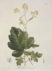 Brassica nigra Joseph Roquesin (1772-1850) kirjasta Phytographie Medicale, julkaistu vuonna 1821