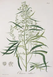Cannabis Sativa Joseph Roquesin (1772-1850) vuonna 1821 julkaisemasta "Phytographie Medicale" -teoksesta.