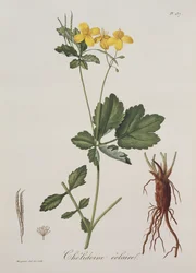 Chelidonium Majus Joseph Roquesin (1772-1850) Photographie Medicalesta, julkaistu vuonna 1821