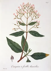 Cinchona Joseph Roquesin (1772-1850) Phytographie Medicalesta, julkaistu vuonna 1821