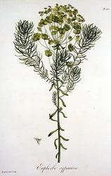 Euphorbia Cyparissias Joseph Roquesin (1772-1850) "Phytographie Medicalesta", julkaistu vuonna 1821 (kaiverrus)