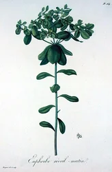 Euphorbia Helioscopia Joseph Roquesin (1772-1850) vuonna 1821 julkaisemasta "Phytographie Medicale" -teoksesta (kaiverrus).