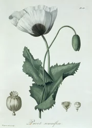 Papaver Somniferum Joseph Roquesin (1772-1850) teoksesta Phytographie Medicale, julkaistu vuonna 1821