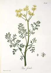 Rue Joseph Roquesin (1772-1850) Phytographie Medicalesta, julkaistu vuonna 1821