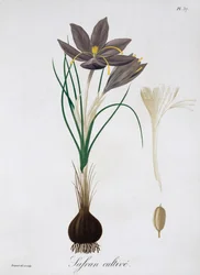 Sahramikrookus, 1821.