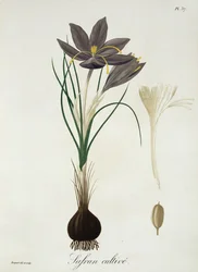 Joseph Roquesin (1772-1850) Phytographie Medicalen sahramikrookus julkaistiin vuonna 1821.