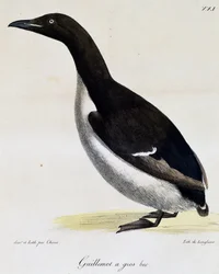 Brunnichin Guillemot, Picturesque Voyage Around the World