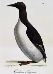 Common Guillemot (Uria aalge), maalauksellisesta matkasta maailman ympäri
