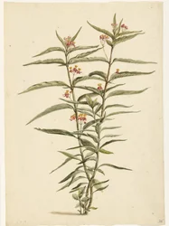 Kukkiva mäkikuisma (Asclepias curassavica)