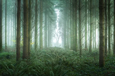 Bramble Path, 2023 (kuva)
