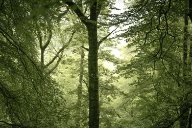 Branchline, 2024 (kuva)