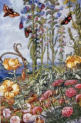Kuvitus teoksesta "Sea-Shore Life in Britain", painettu 1947 (värilitro).