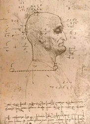 Piirros rikollisen päästä, c1472-c1519 1883