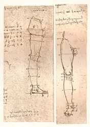 Kaksi piirustusta havainnollistavat teoriaa ihmishahmon mittasuhteista, c1472-c1519 1883