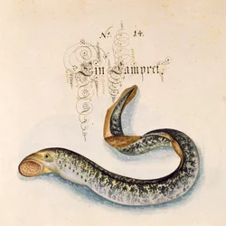 Lisää 6485 f.50 Sea Lamprey