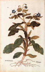 Purasruoho - Borago officinalis (Buglossum), kirjoittanut Leonhart Fuchs julkaisusta De historia stirpium commentarii insignes (merkittäviä kommentteja kasvien historiasta), värillinen kaiverrus