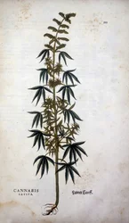 Cannabis Sativa (viljelykasvi hamppua) - Leonhart Fuchsin teoksessa "The History of the Lineages of the Insignia Commentary"