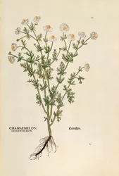 Kamomilla - Matricaria chamomilla (Chamaemelum leucanthemum), kirjoittanut Leonhart Fuchs julkaisusta De historia stirpium commentarii insignes (merkittäviä kommentteja kasvien historiasta), värillinen kaiverrus