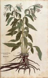 Comfrey - Symphytum officinale (Symphytum magnus), kirjoittanut Leonhart Fuchs julkaisusta De historia stirpium commentarii insignes (merkittäviä kommentteja kasvien historiasta), värillinen kaiverrus
