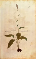 Common Bistorta - Persicaria bistorta tai Bistorta polygonum (Serpentaria mas seu bistorta), kirjoittanut Leonhart Fuchs julkaisusta De historia stirpium commentarii insignes (Huomattavia kommentteja kasvien historiasta) värillinen kaiverrus