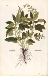 Tavallinen salvia - Salvia officinalis (Salvia maior) Leonhart Fuchs De historia stirpium commentarii insignesista (Huomattavia kommentteja kasvien historiasta) värillinen kaiverrus